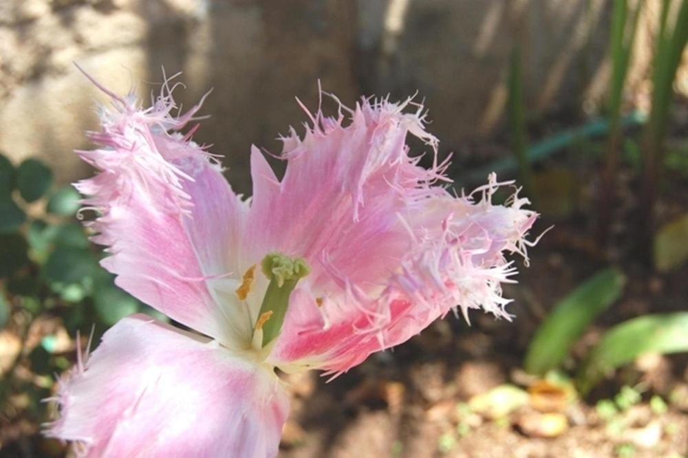 Il Mirto E La Rosa Bed & Breakfast Arenella  Dış mekan fotoğraf
