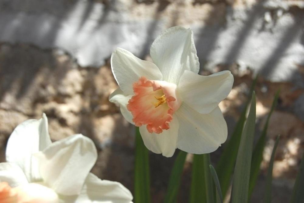 Il Mirto E La Rosa Bed & Breakfast Arenella  Dış mekan fotoğraf